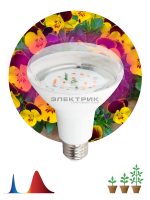 Лампа светодиодная для растений FITO CL R95 16Вт Е27 95х135мм ЭРА
